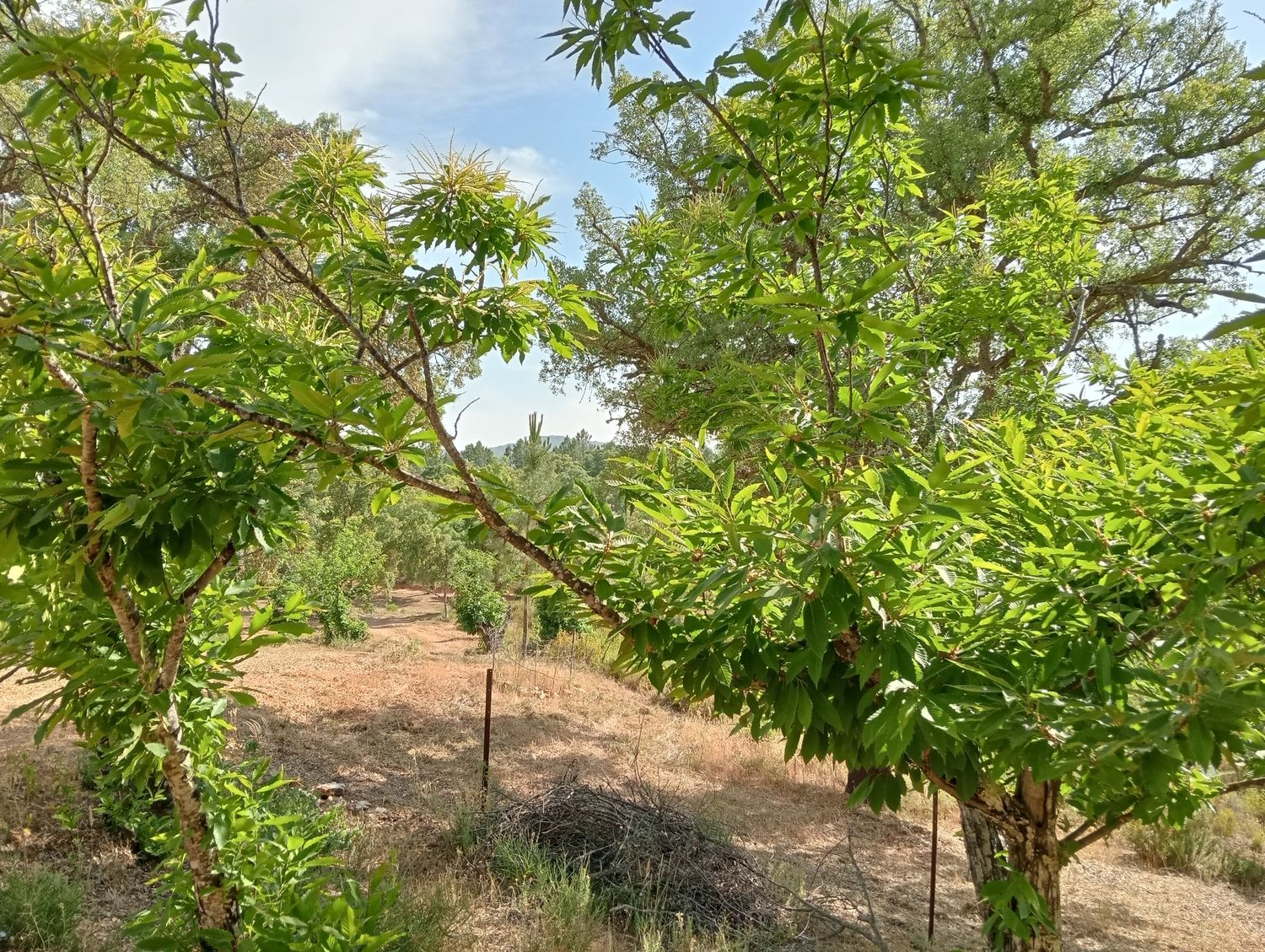 Finca rústica en Hv-3113 s/n - Foto 2