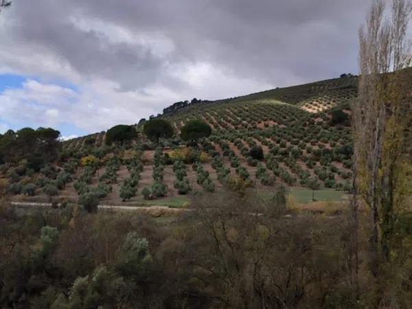 Cortijo en Carretera a Cortijos Nuevos s/n - Foto 4