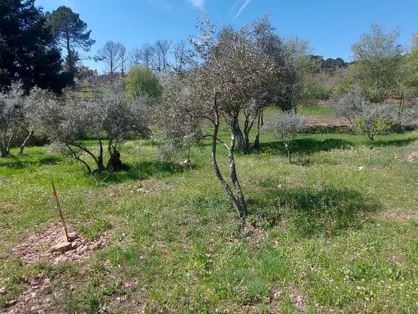 Casa o chalet independiente en Carretera Forestal de la Pregonera, 924 Av - Foto 5