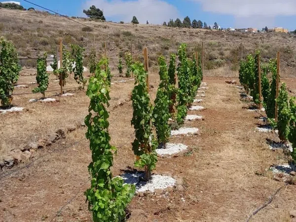 Finca rústica en Polígono Parcela 597 El Hoyo., 597, Chayofa, Chayofa - Foto 10