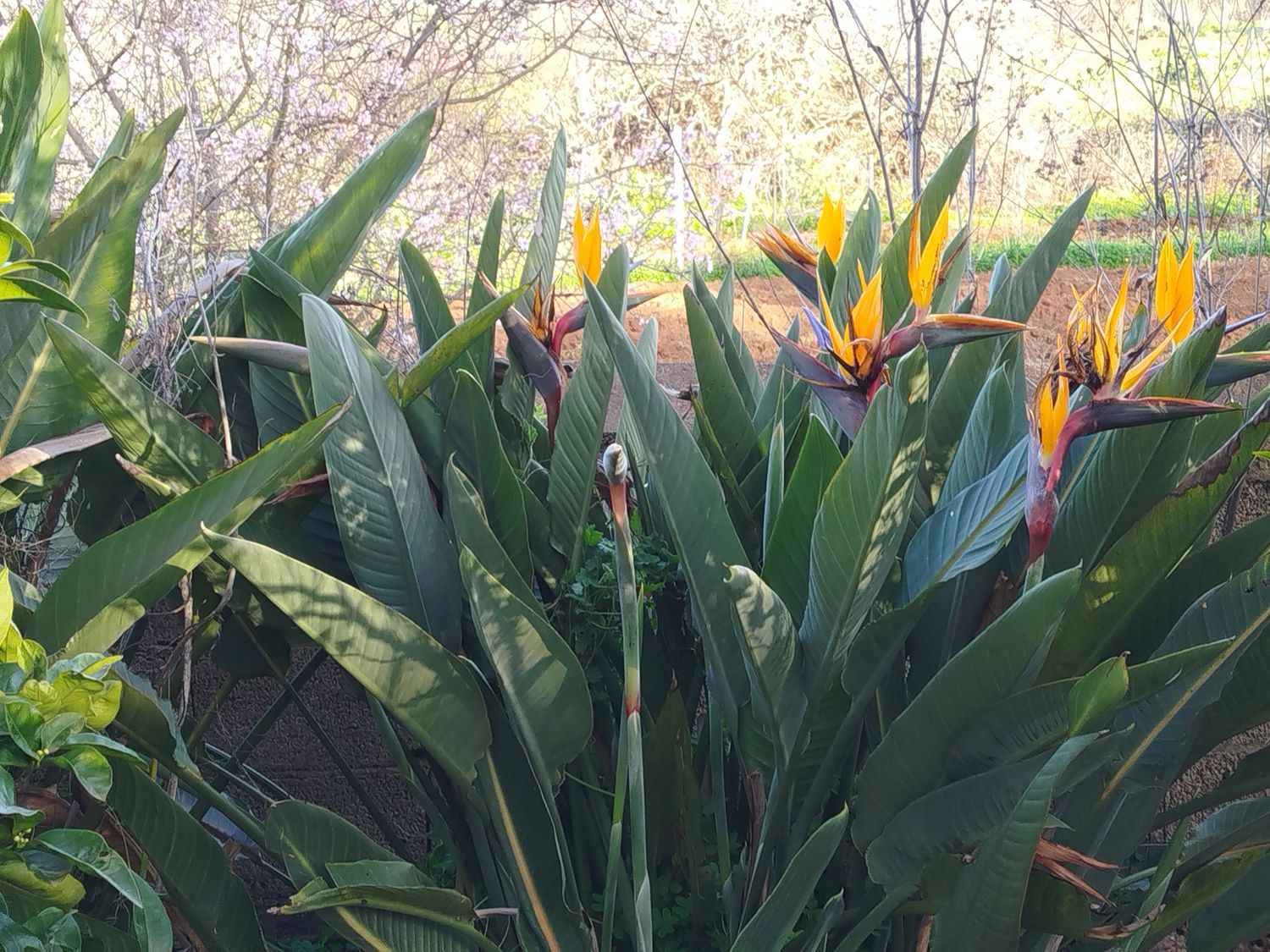 Casa independiente en Tf-274, 33 - Foto 4