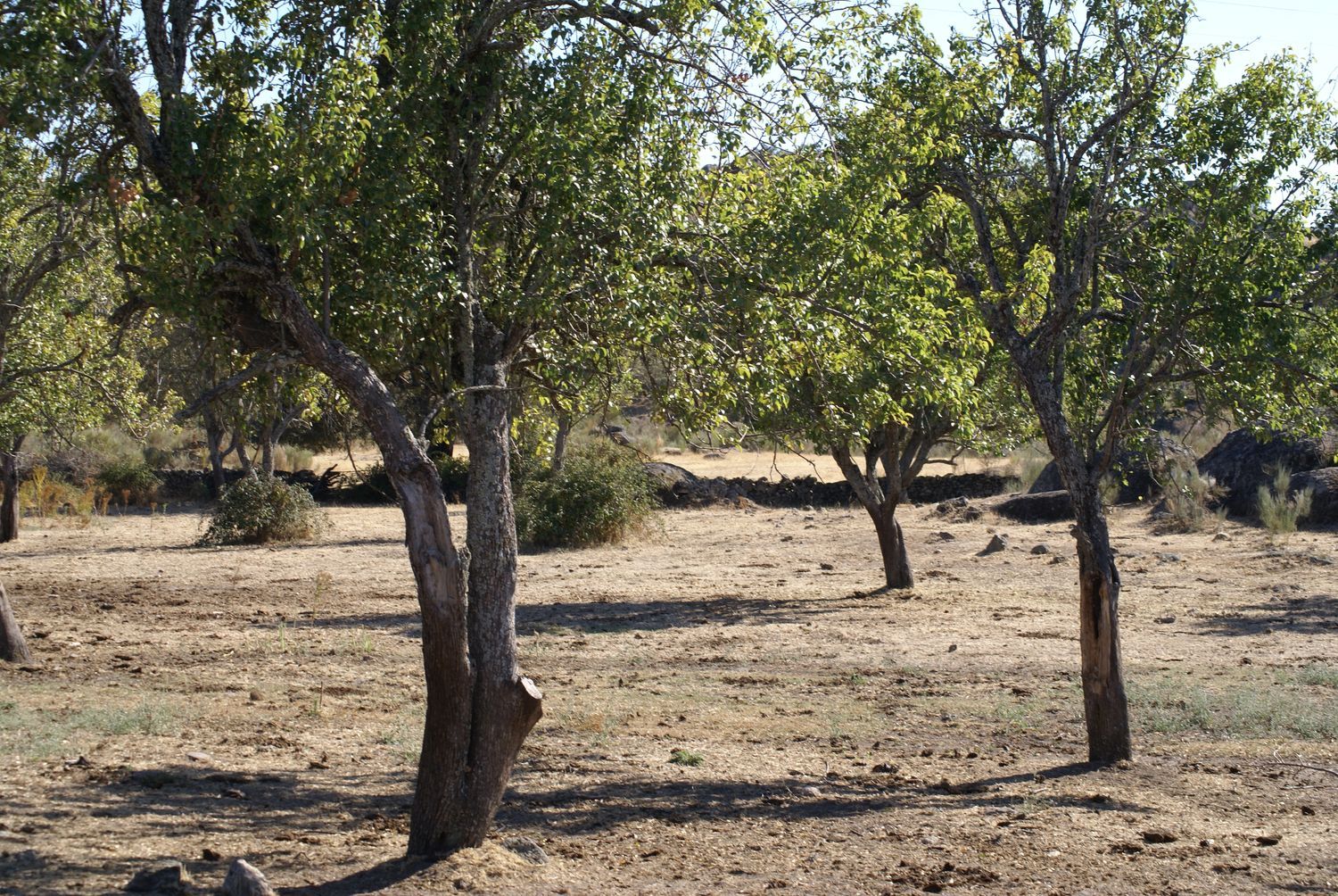 Finca rústica en N-521 s/n - Foto 21