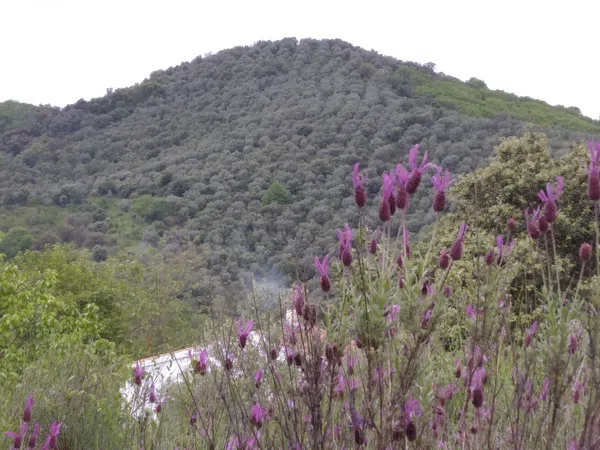 Finca rústica en Carretera de la estación, 3 km - Foto 4