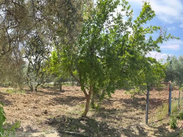 Finca rústica en Via Diseminado El Lentiscar s/n - Foto 6
