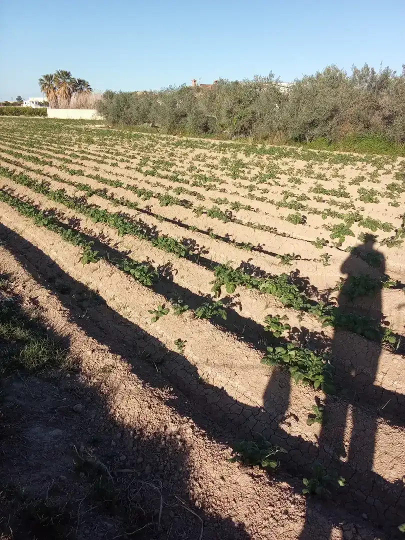 Finca rústica en  Carril de los Murcia 5 - Foto 9