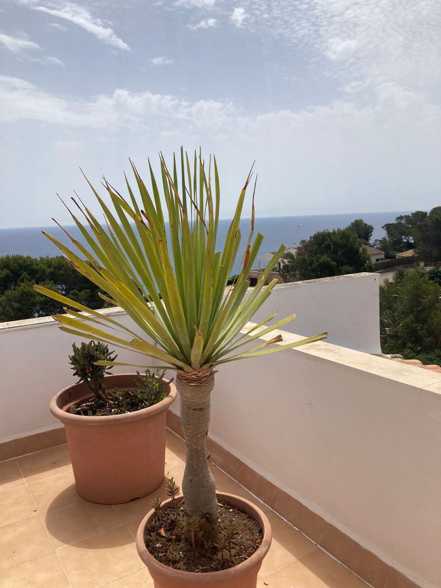 Ático en Calle de sa Cova des Vell Mari, 16, Cala Santanyí, Cala Santanyí - Foto 8