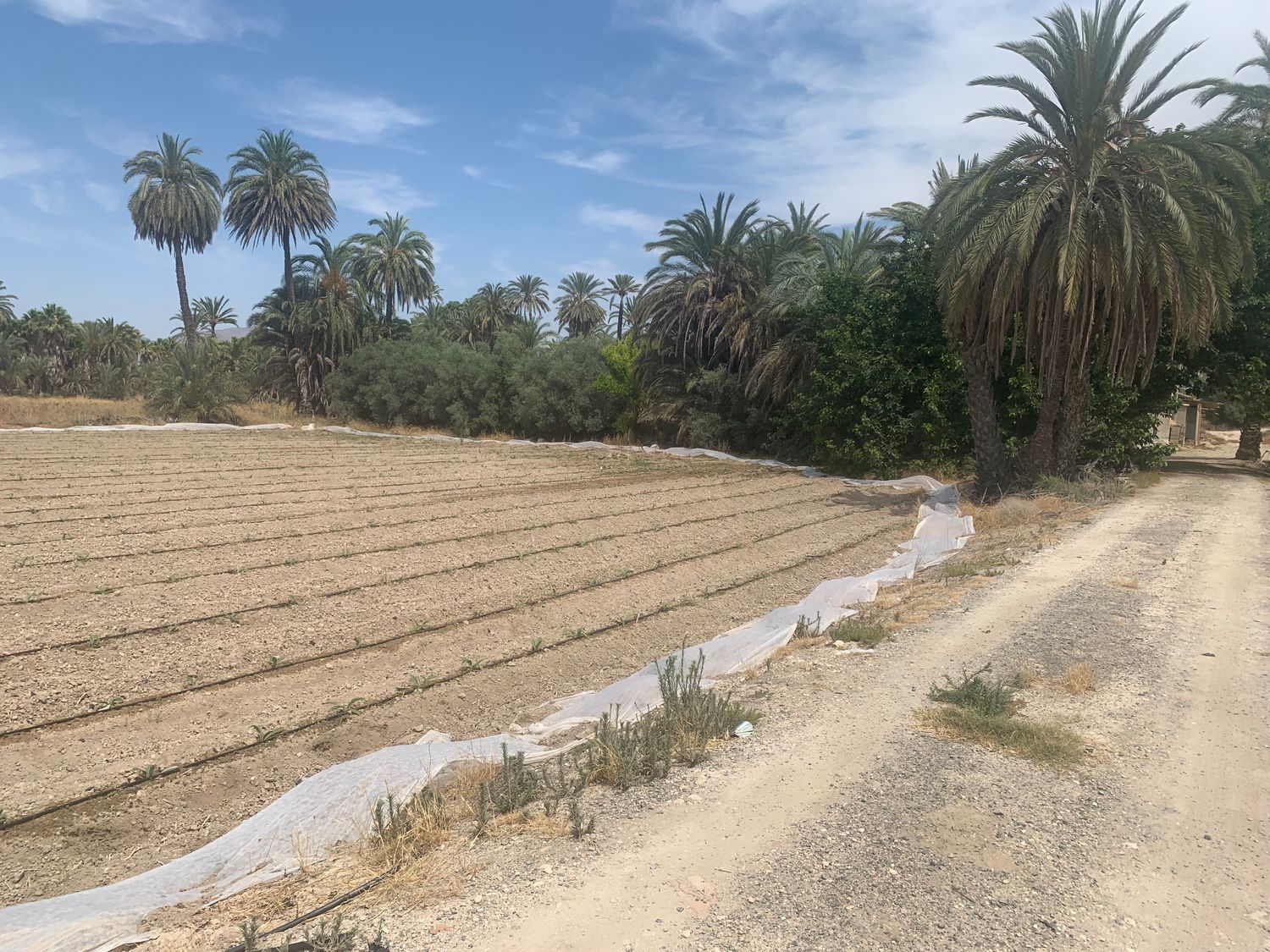 Finca rústica en Carretera de Elche a Casas del León, 30, Algoda-Matola-Llano de San José, Algoda-Matola-Llano de San José - Foto 13