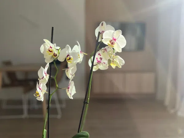 Ático en calle Jardí, 6 - Foto 17