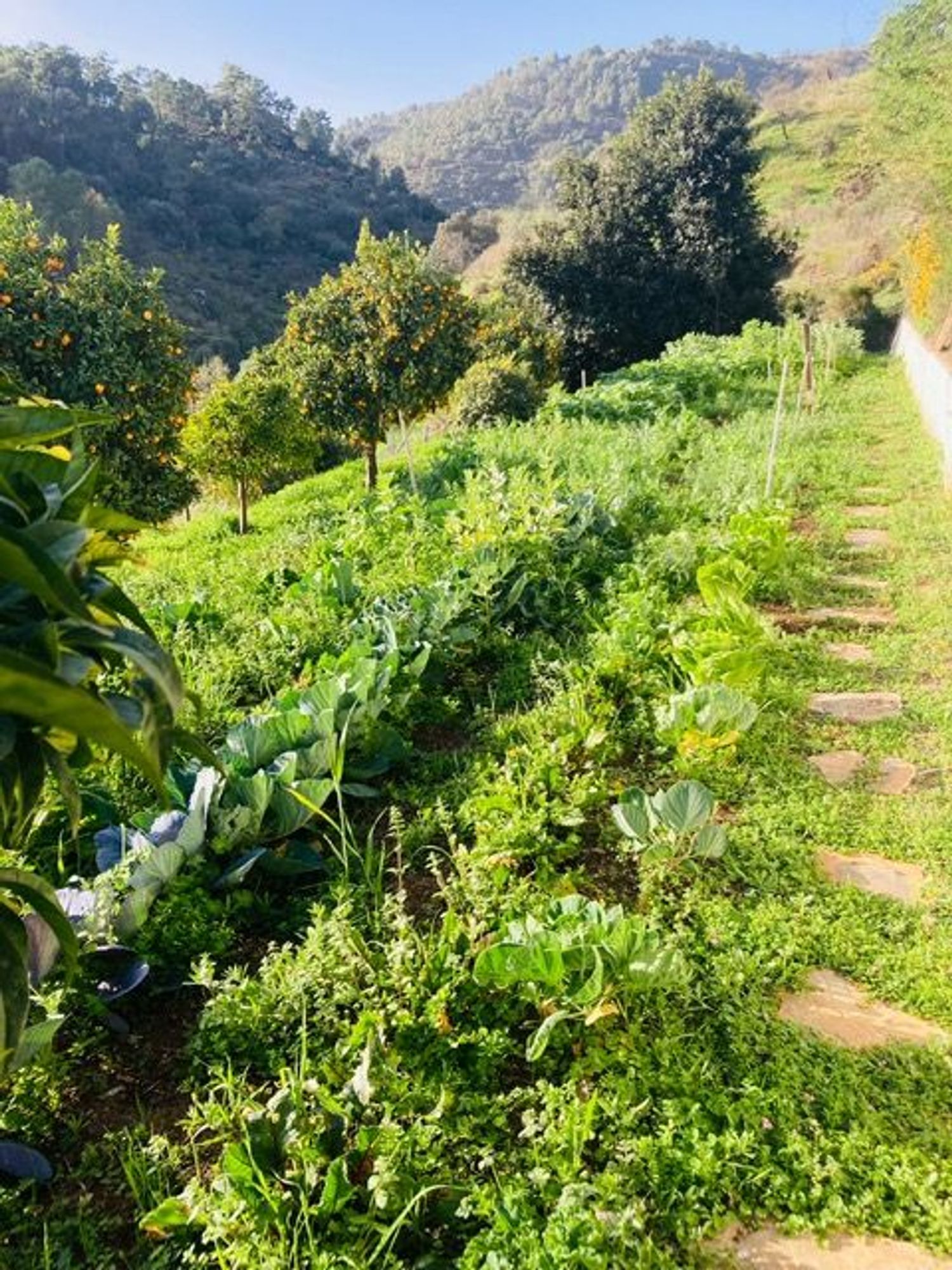 Finca rústica en Camino de Istán s/n - Foto 40