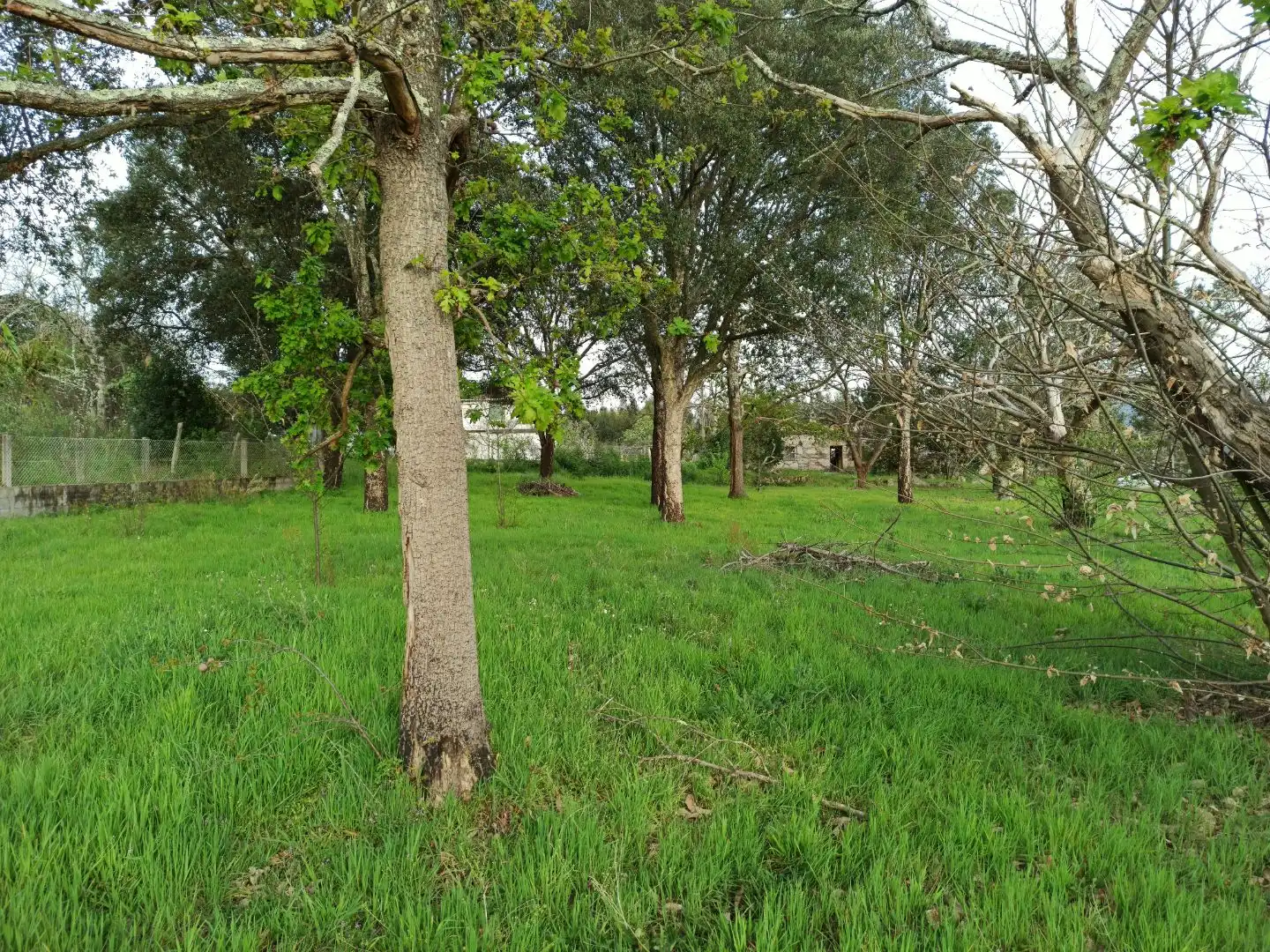 Planta baja en  Rúa Doutor Martínez Rodríguez 22 - Foto 5