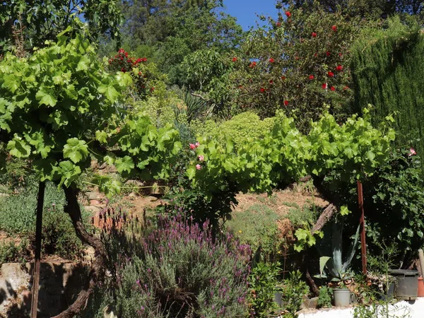 Chalet pareado en carretera Cc-431 s/n - Foto 36