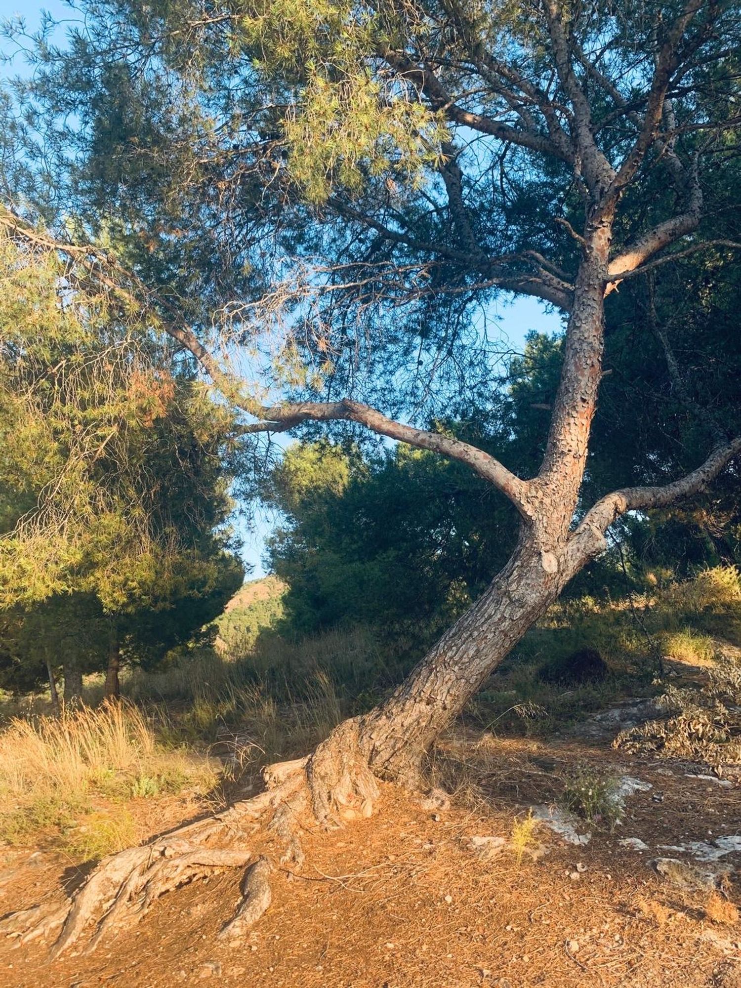 Piso en calle Olivos, 17 - Foto 25