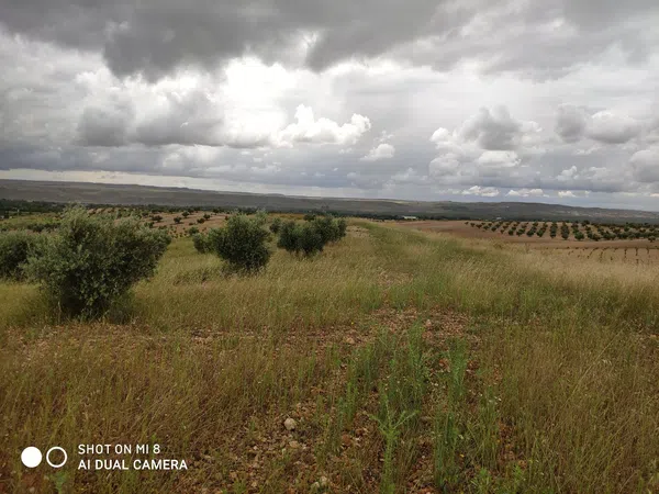Finca rústica en camino de los Coches s/n - Foto 25