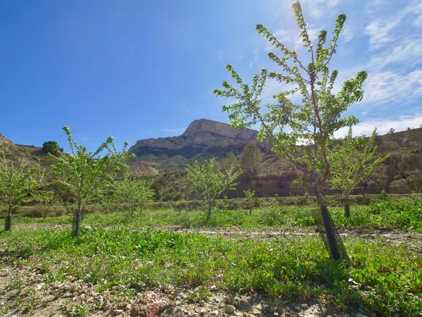 Casa independiente en Partida Almadrava, 1 - Foto 37