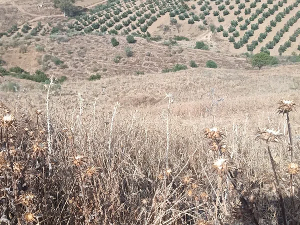 Cortijo en Cortijo en Las Rozas s/n - Foto 17