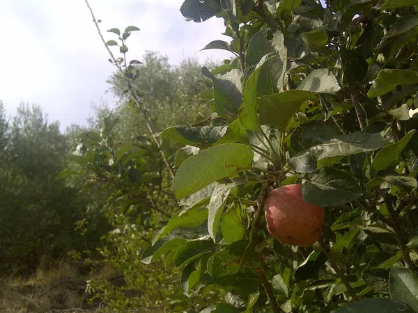 Casa independiente en camino de Melilla s/n - Foto 14