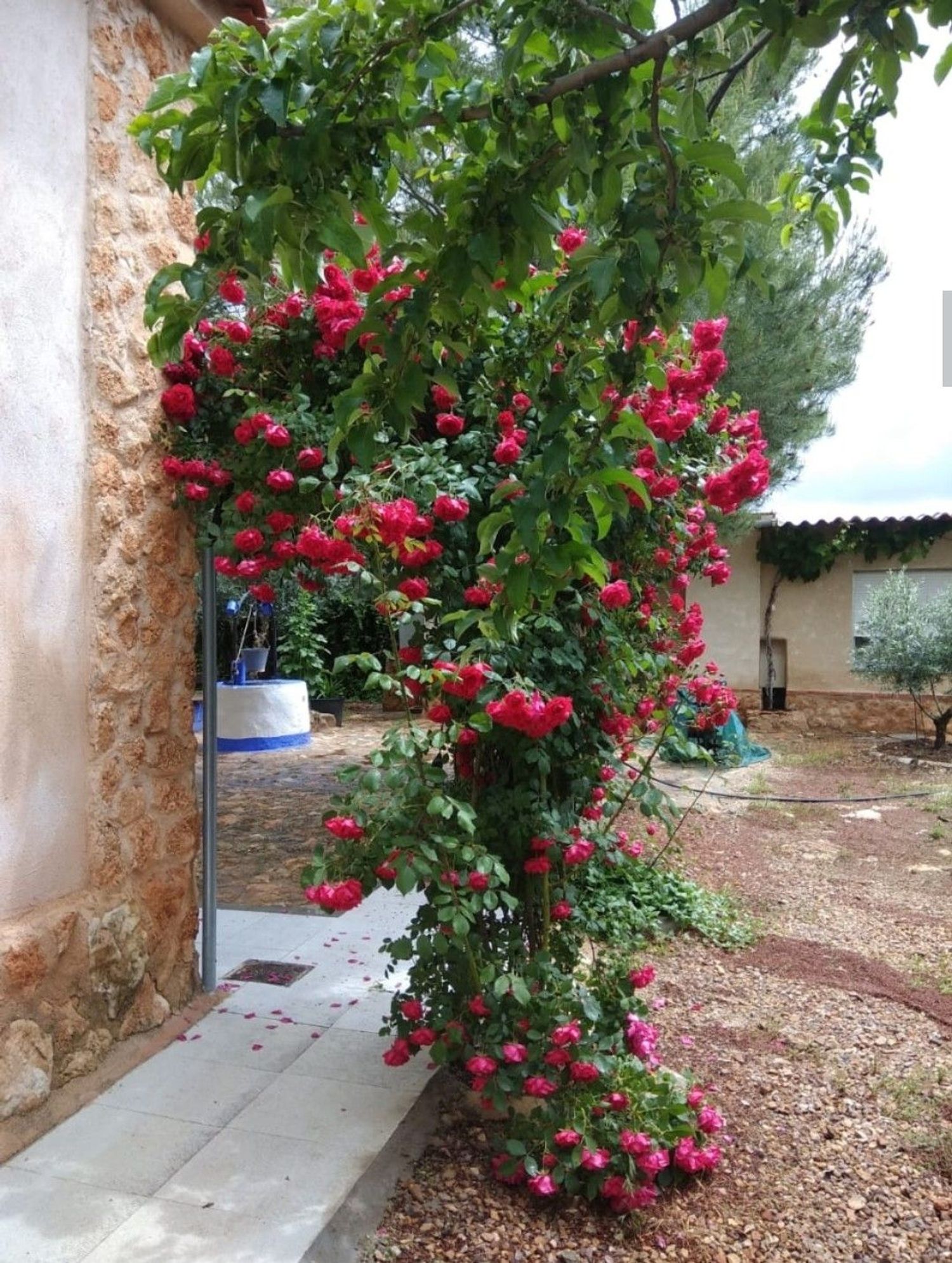 Finca rústica en Los Rubiales, 1 - Foto 28
