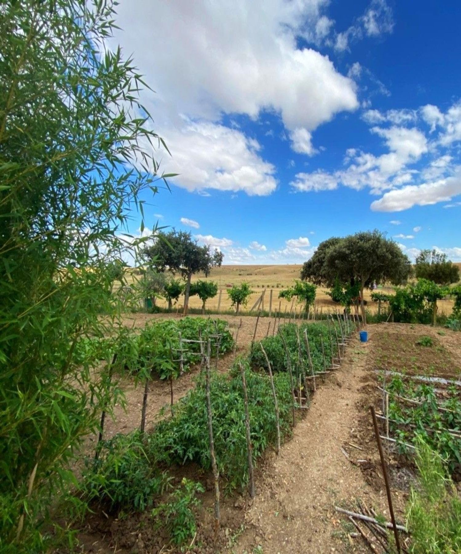 Finca rústica en Avenida de Constitución s/n - Foto 31