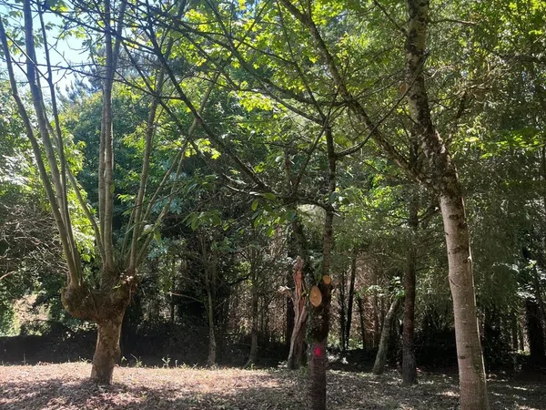 Finca rústica en Suelo polígono 149, 84, O Carme - Recatelo, O Carme - Recatelo - Foto 10