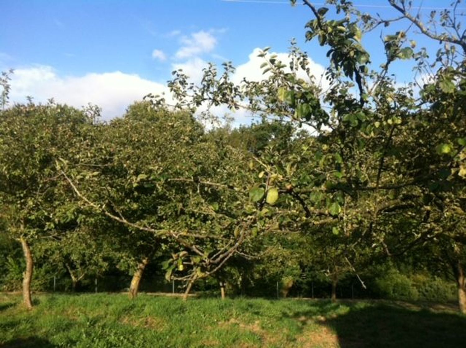 Finca rústica en Tineo - Foto 20