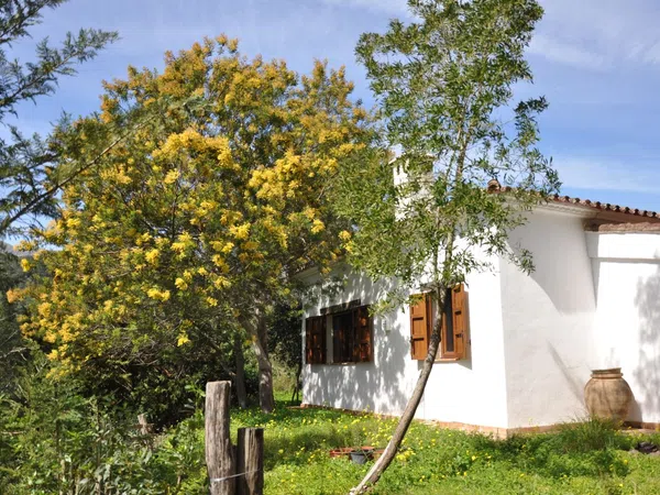 Finca rústica en Ma-8301 s/n - Foto 2