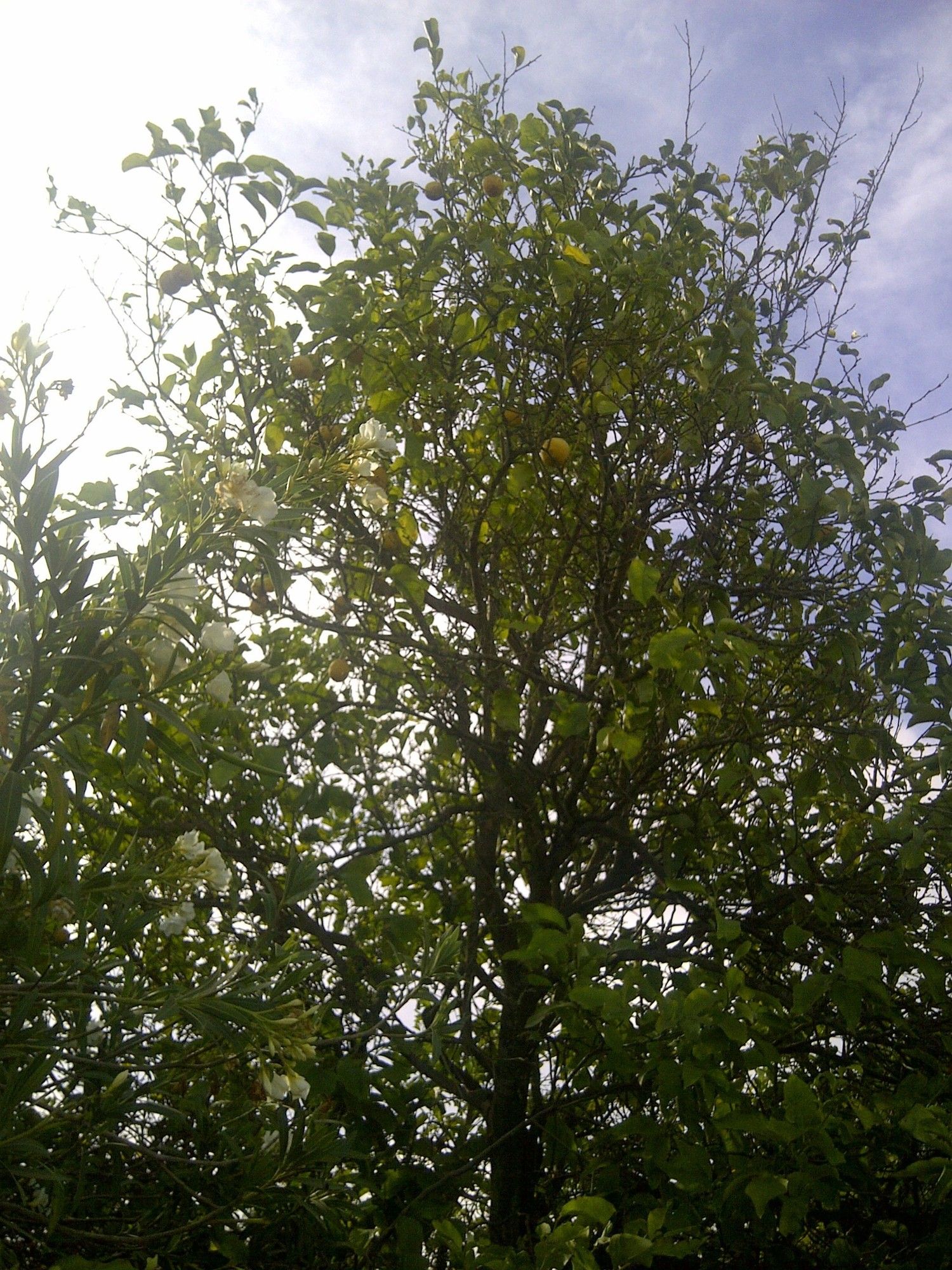 Casa independiente en camino de Melilla s/n - Foto 16