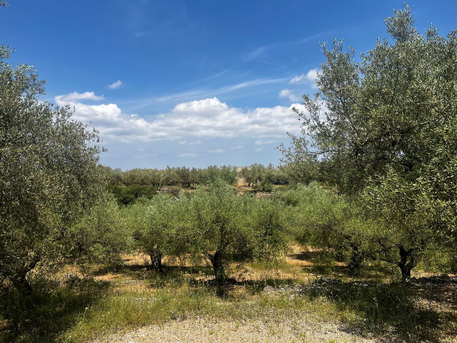 Finca rústica en Calle Sanç d'Aragó, 58 - Foto 5