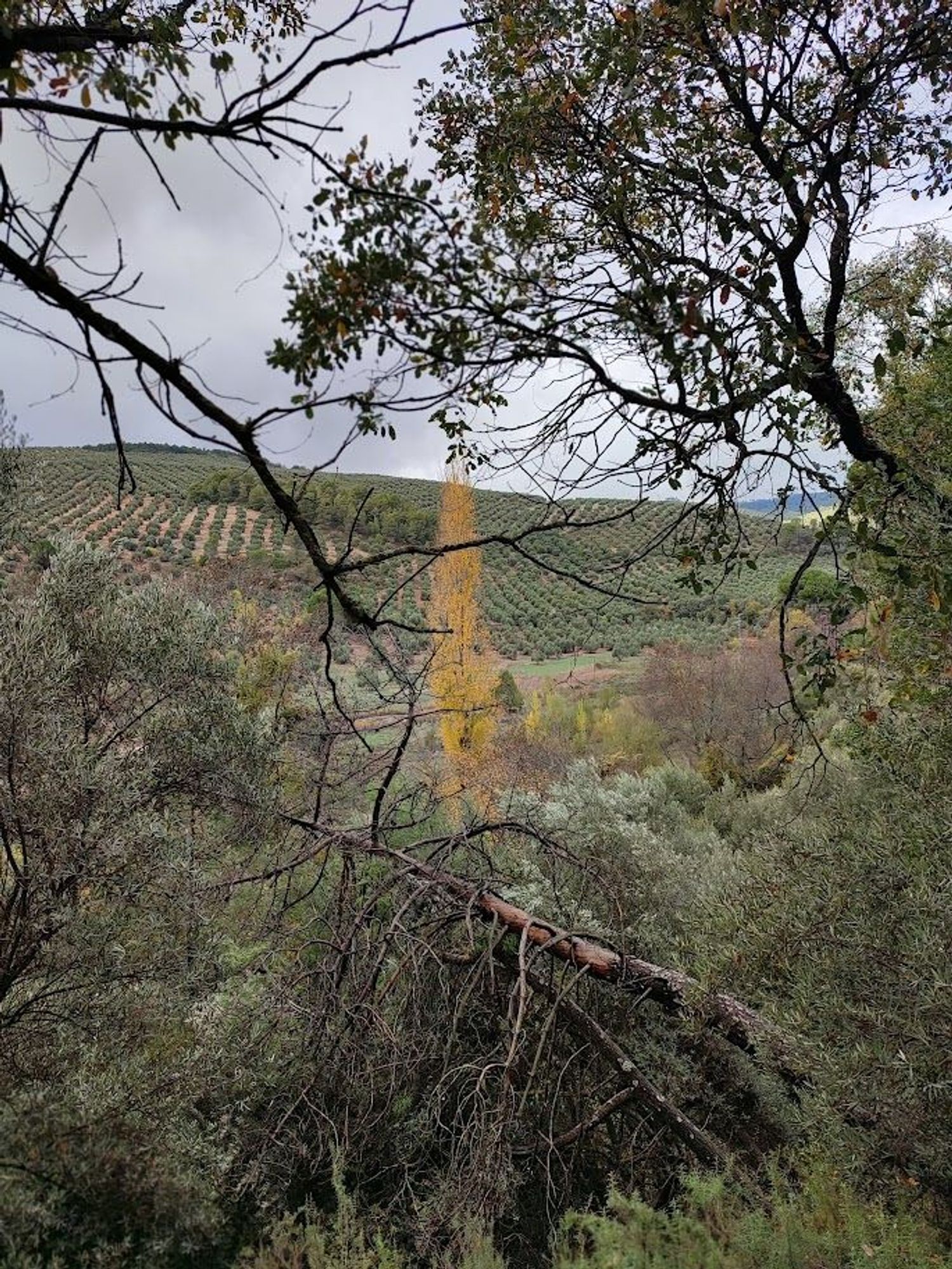 Cortijo en Carretera a Cortijos Nuevos s/n - Foto 6
