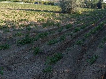 Finca rústica en  Carril de los Murcia 5 - Foto 11