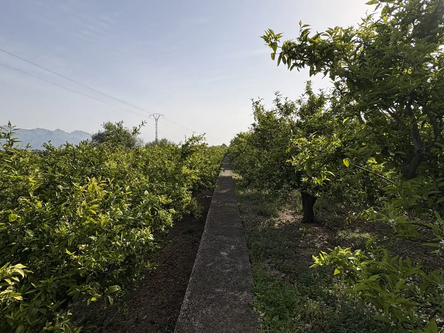 Finca rústica en  Camí dels Plans 6 - Foto 13