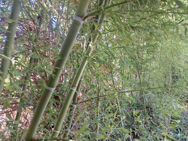 Cortijo en Cortijo en Partida Poligono 22, 220, Zona Llombai, Zona Llombai - Foto 31