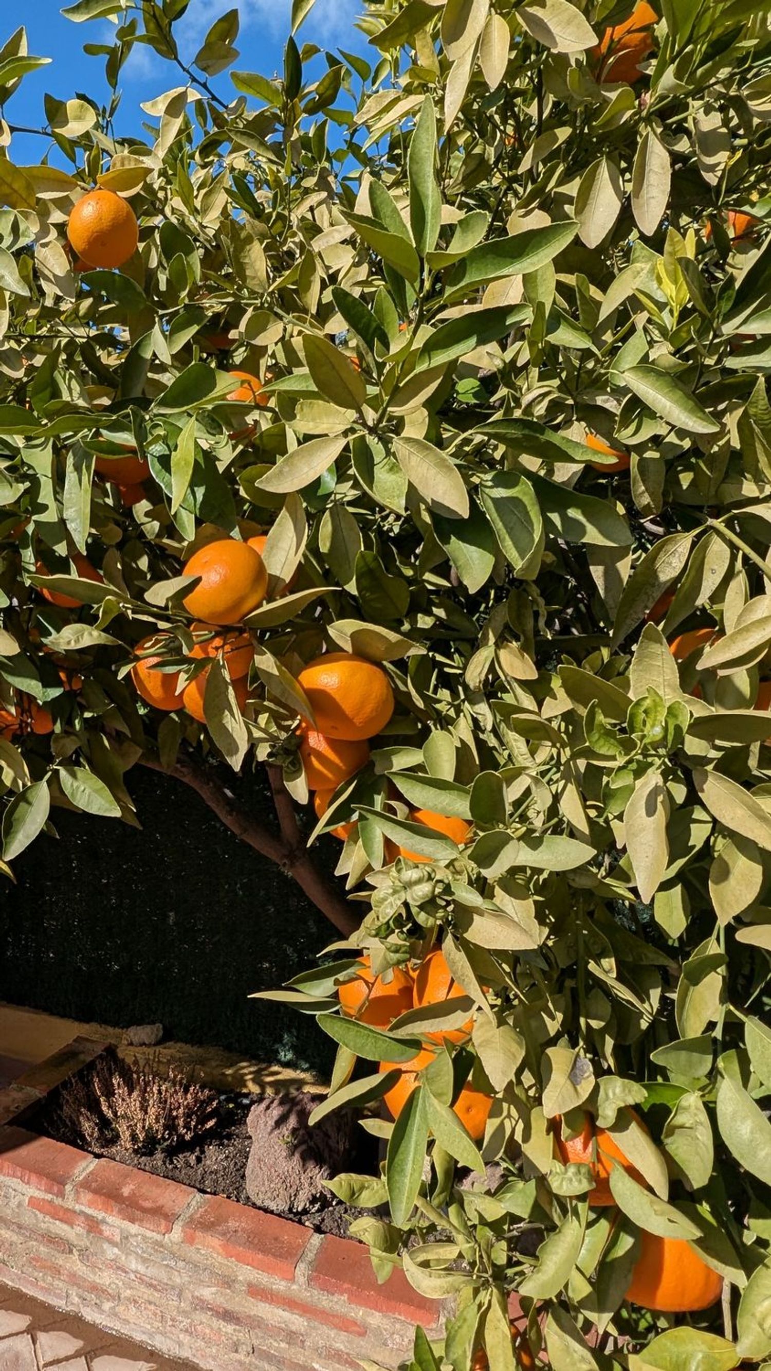 Casa independiente en Barrio Pinares de San Antón - Foto 15