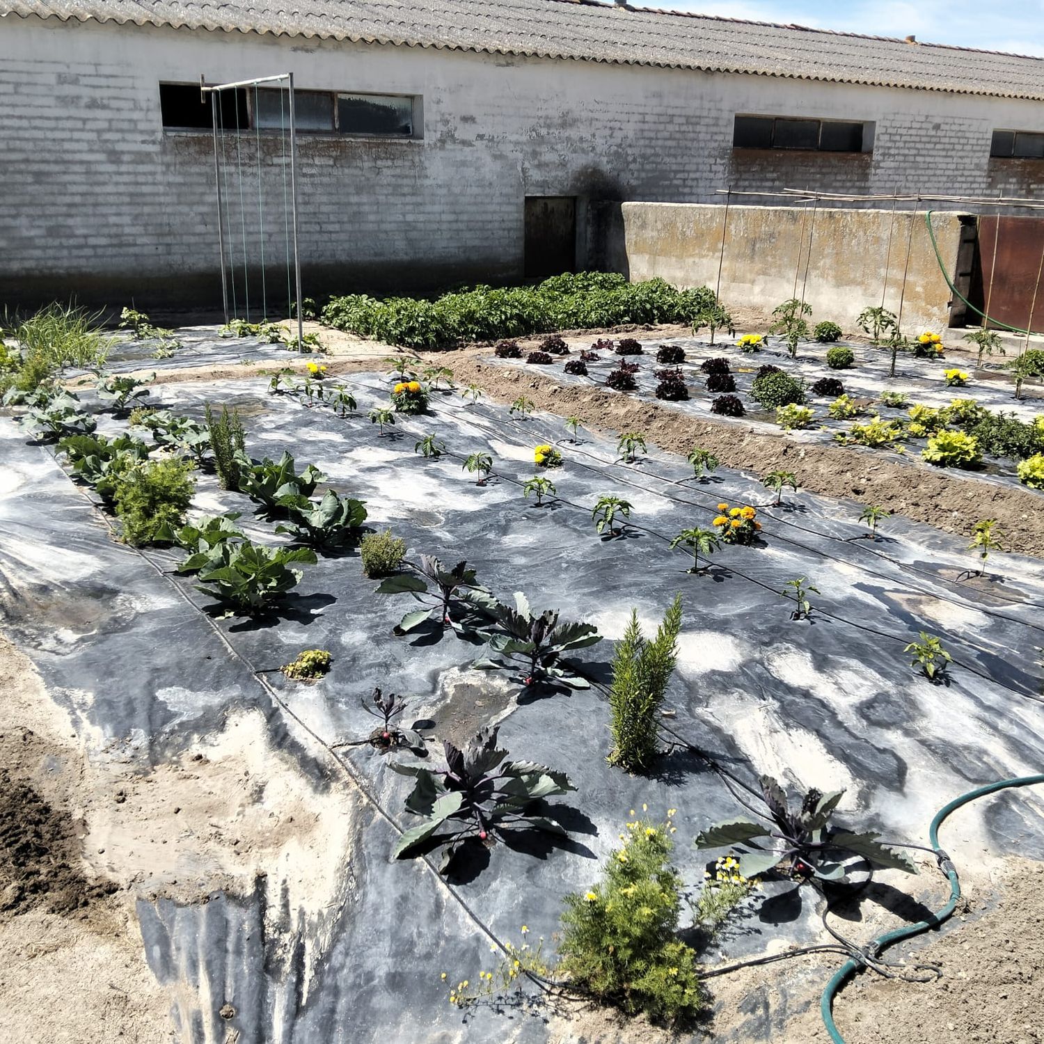 Finca rústica en Calle Huertas s/n - Foto 33