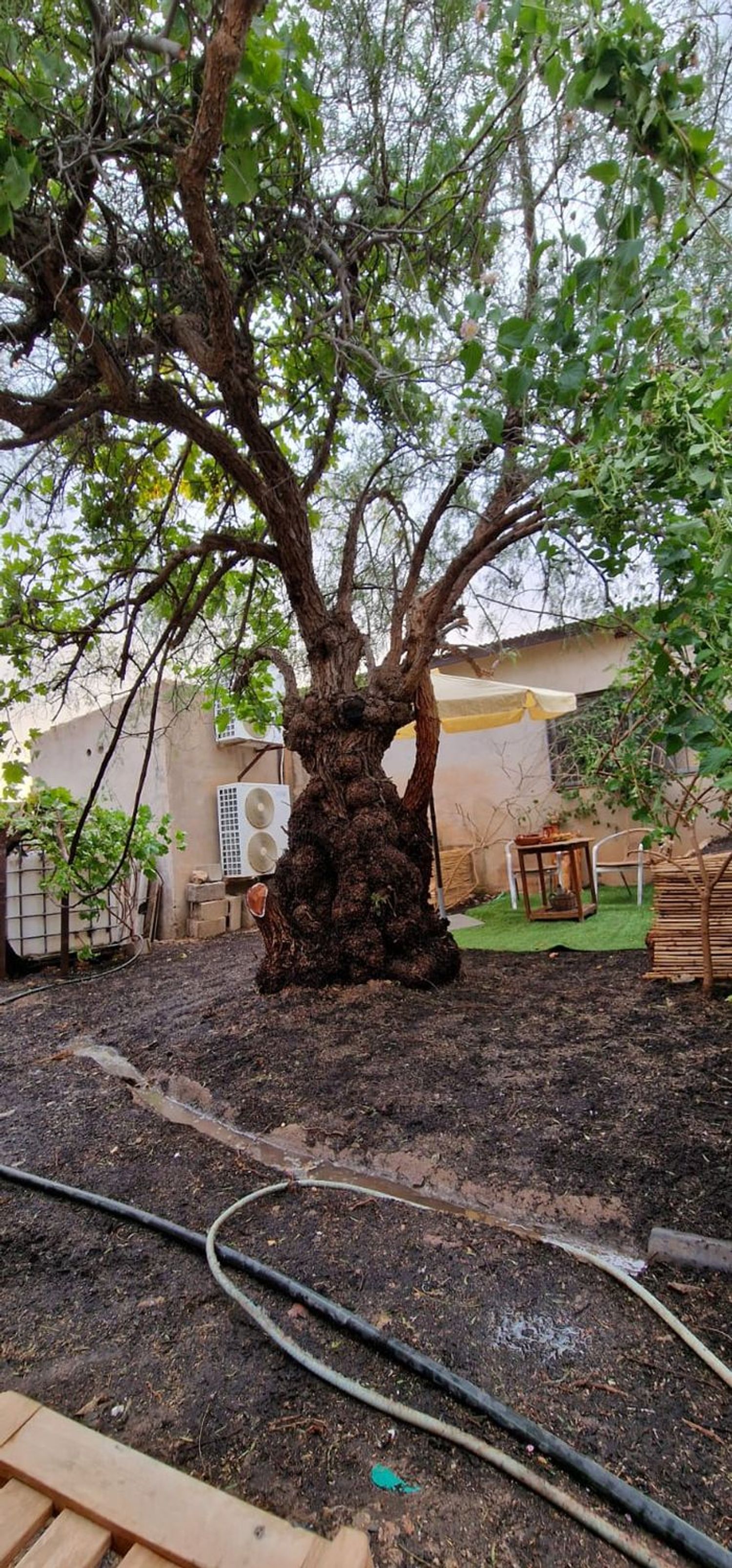 Finca rústica en Paraje Nogueras, 26 - Foto 3