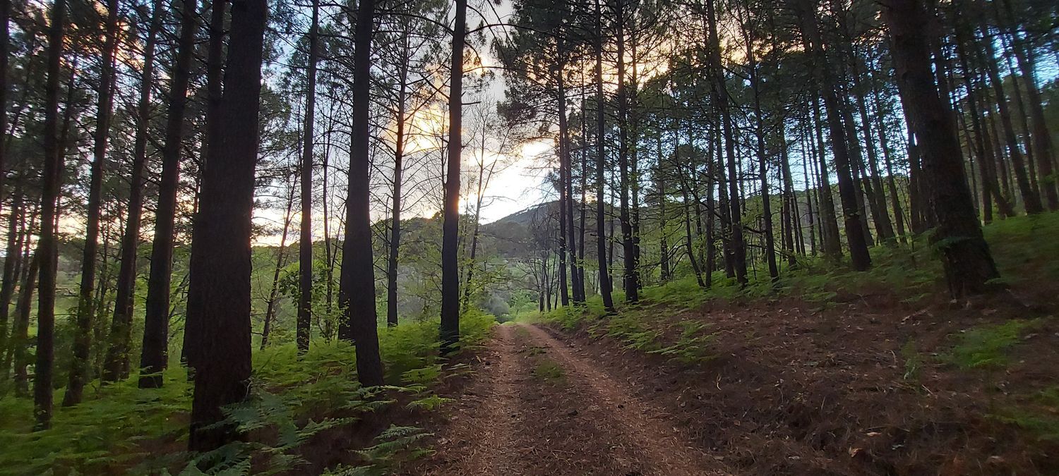 Casa o chalet independiente en Carretera Forestal de la Pregonera, 924 Av - Foto 10