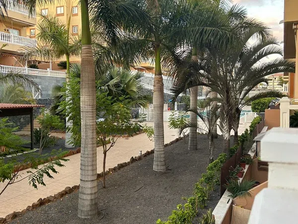 Piso en Calle Jilguero, 3, Palm Mar, Palm Mar - Foto 17