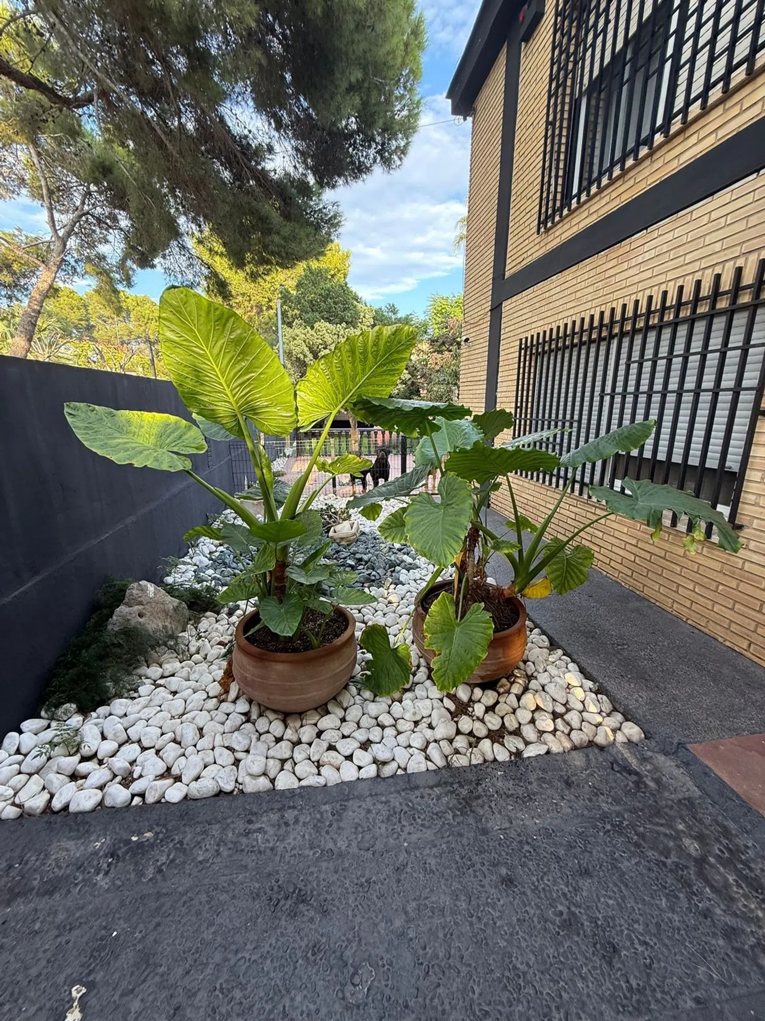 Casa independiente en calle 552, 38 - Foto 3