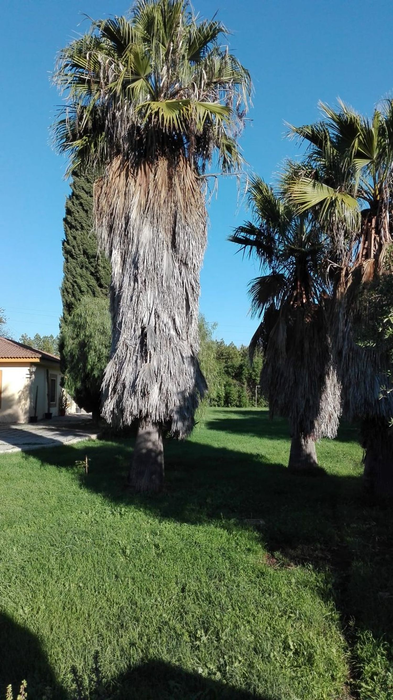 Casa o chalet independiente en Urbanización las Monjas, 516 - Foto 6
