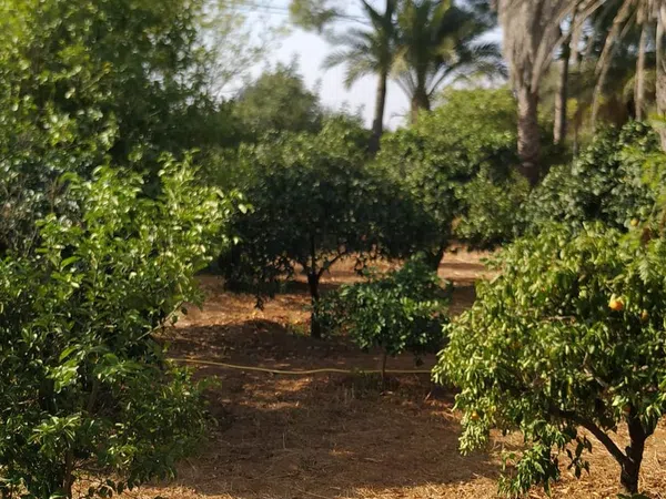 Finca rústica en Diseminados dirección a Puñanilla s/n - Foto 28