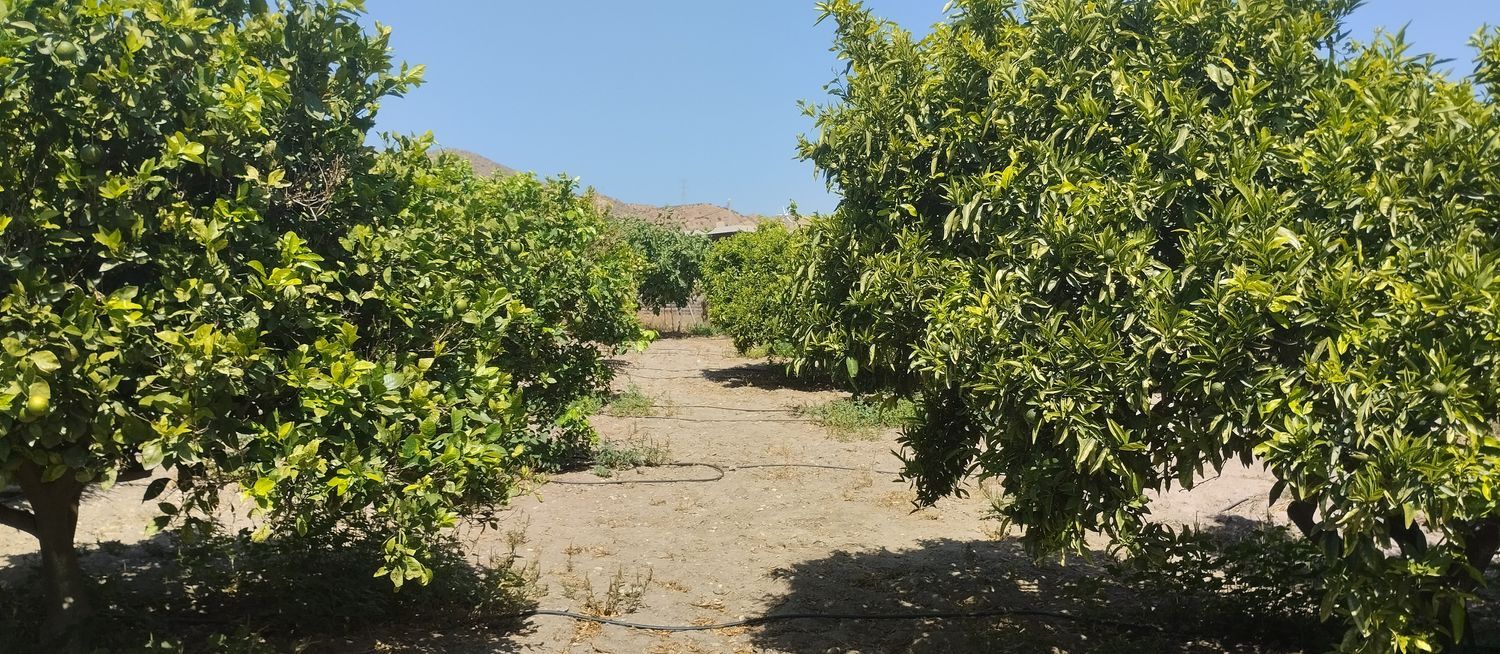 Cortijo en Cortijo en Rambla Tabernas, 10 - Foto 27