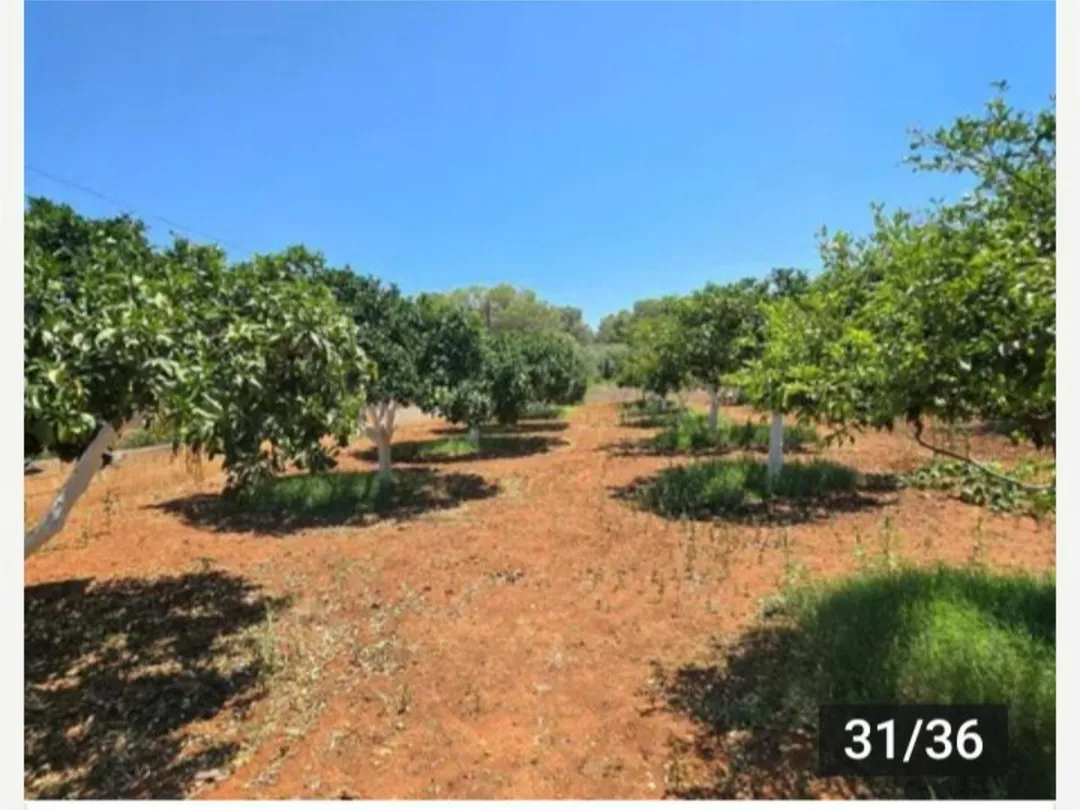 Finca rústica en  Diseminado 8746- Sa Casa Blanca 1 - Foto 29