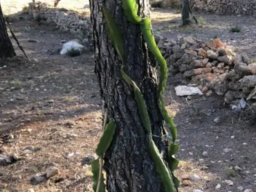 Finca rústica en  Passeig de I'Almadrava 13 - Foto 3