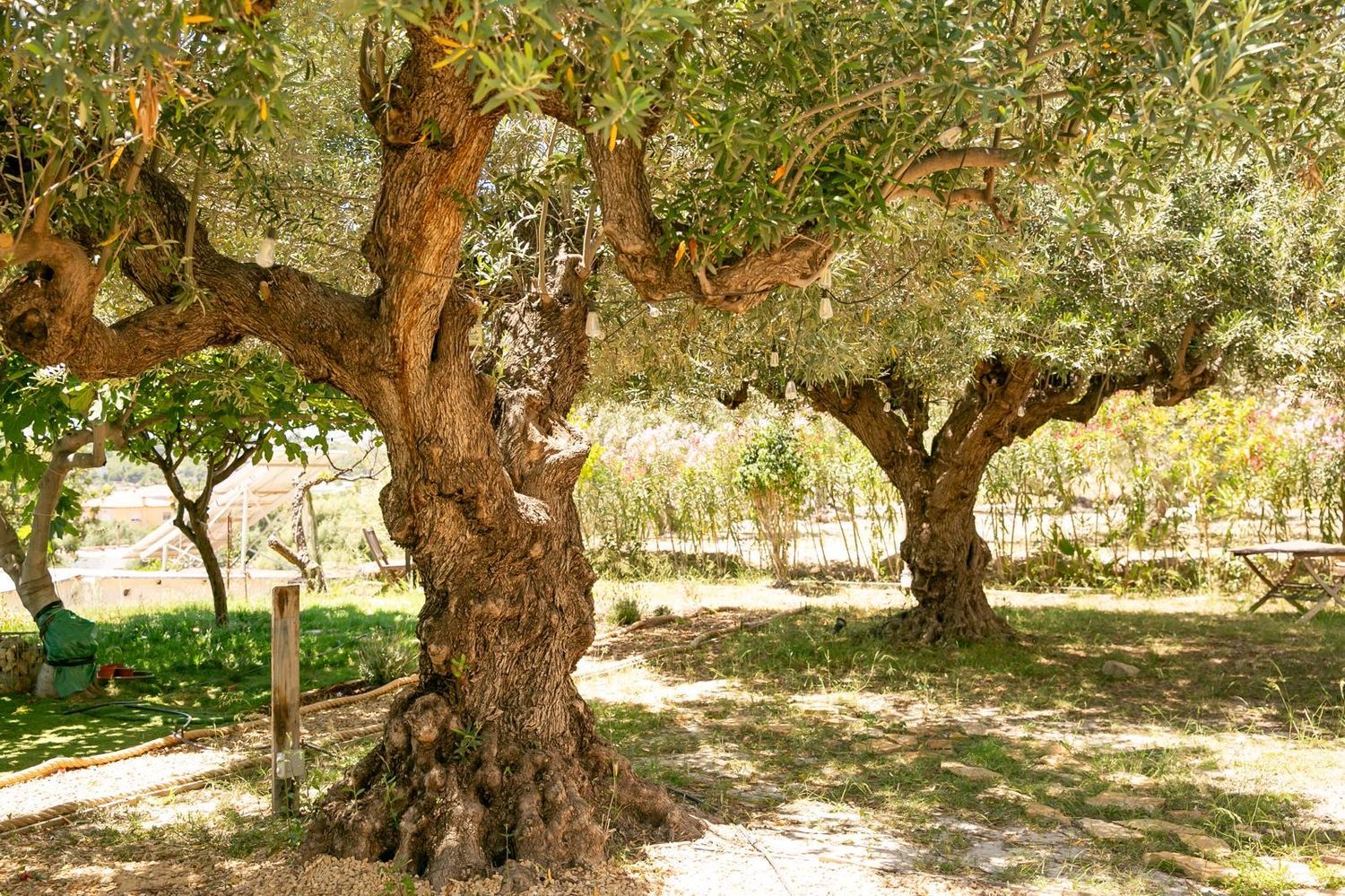 Finca rústica en Caserio los arcos s/n - Foto 21
