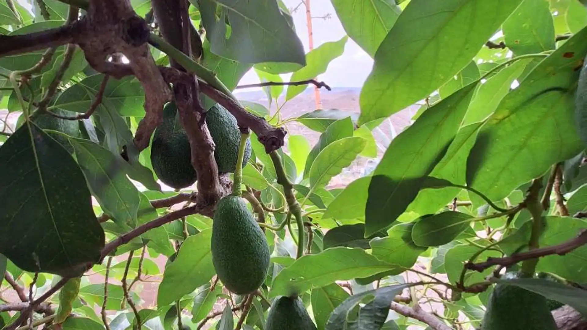 Finca rústica en  Calle Roble 2 - Foto 18