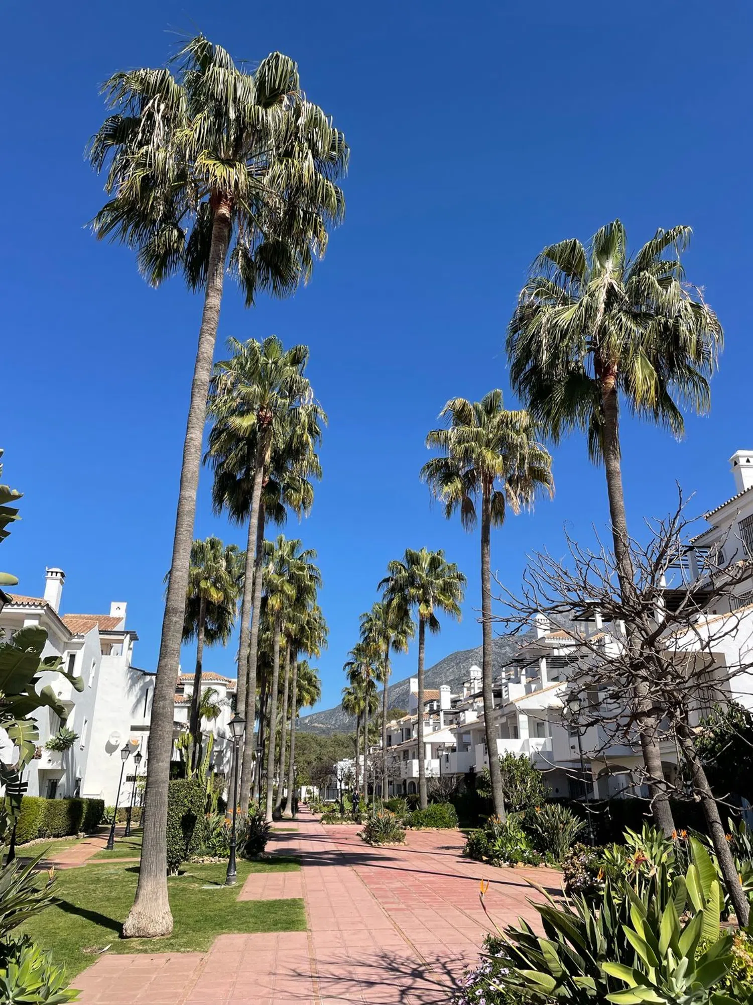 Piso en Urbanización Los Naranjos de Marbella, 88 - Foto 2