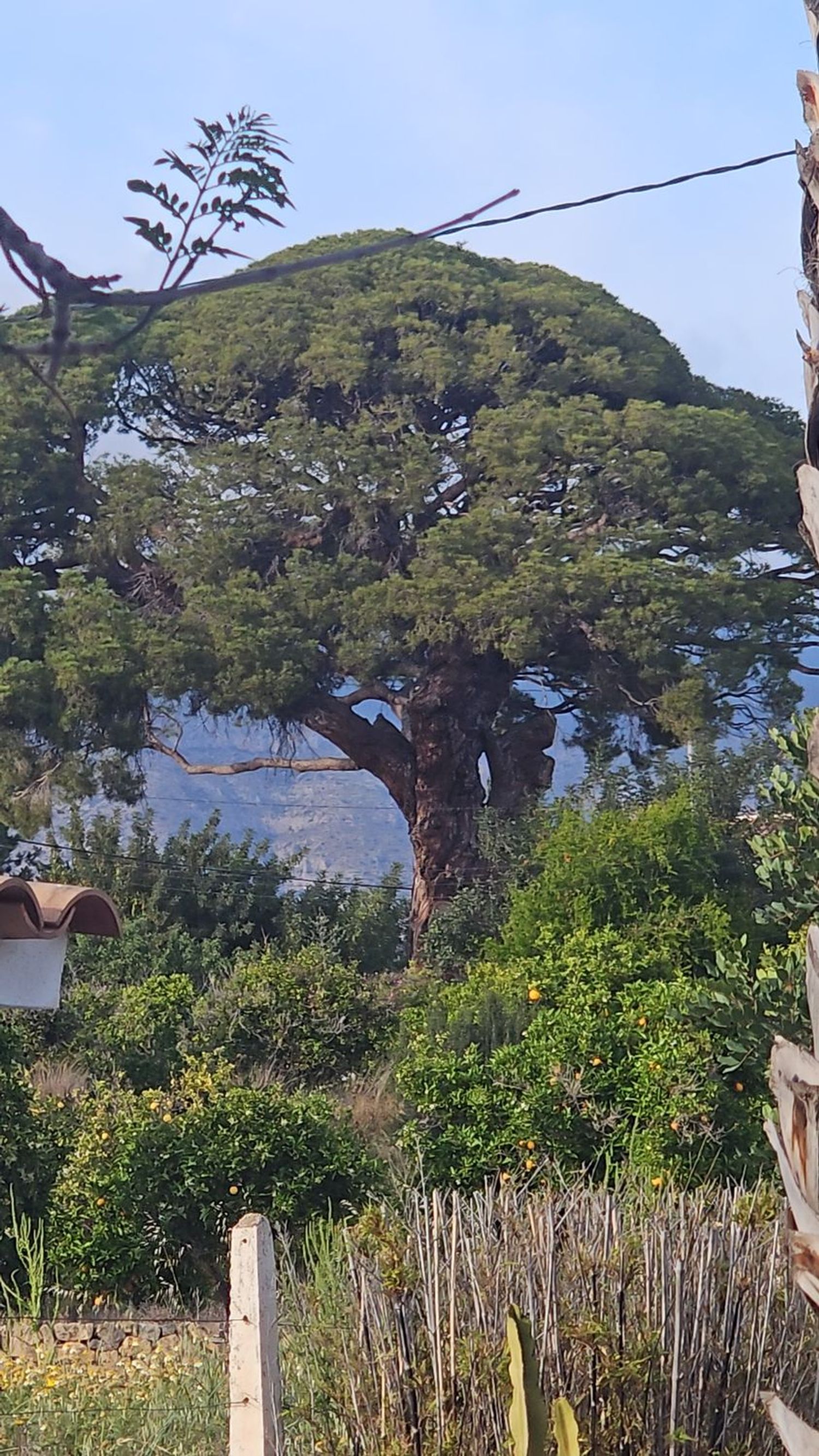 Finca rústica en Altea Pueblo, Altea Pueblo - Foto 19