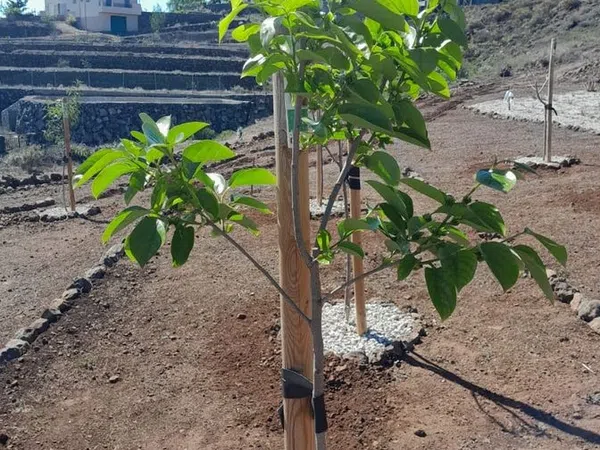 Finca rústica en Polígono Parcela 597 El Hoyo., 597, Chayofa, Chayofa - Foto 7