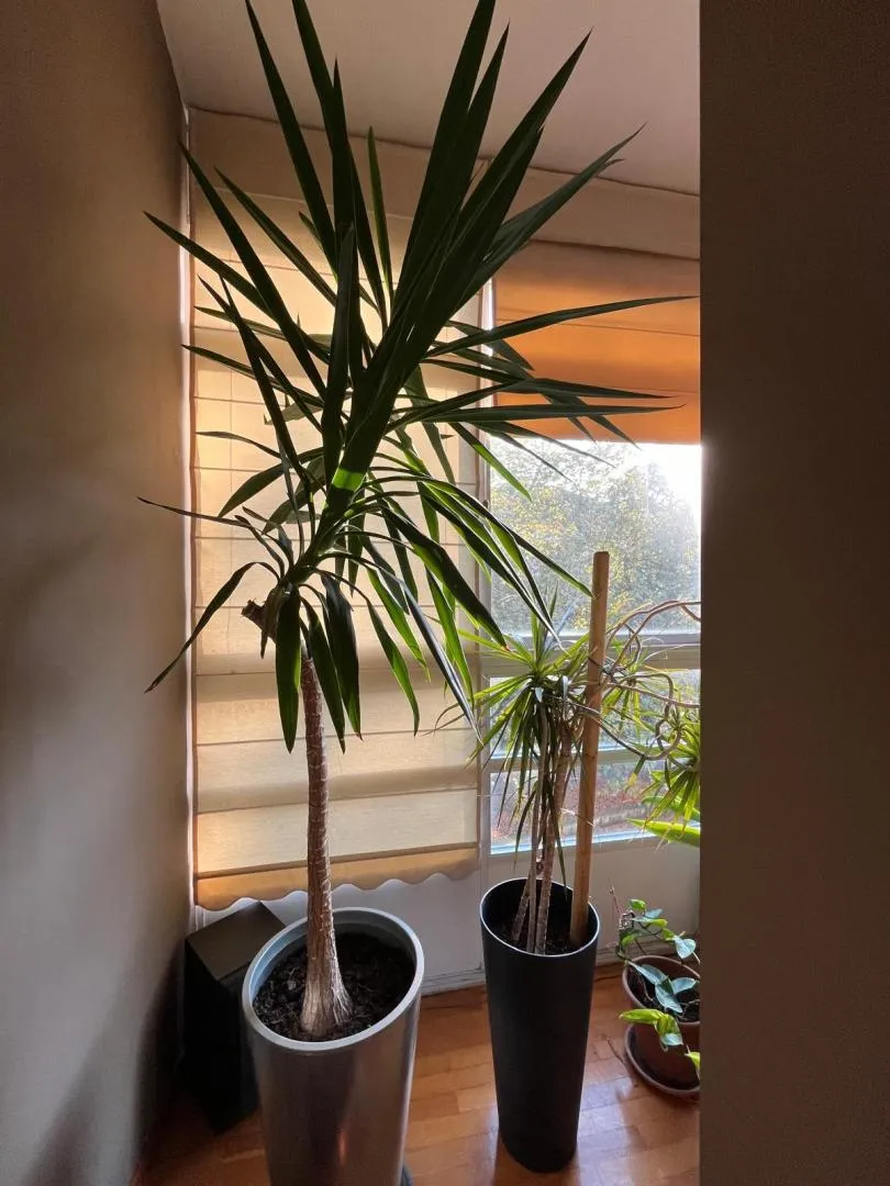 Piso en  Rúa Daniel Castelao 3 - Foto 37