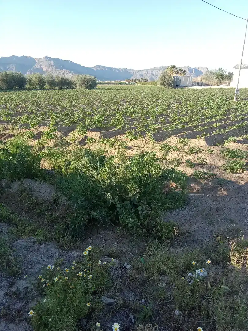 Finca rústica en  Carril de los Murcia 5 - Foto 19
