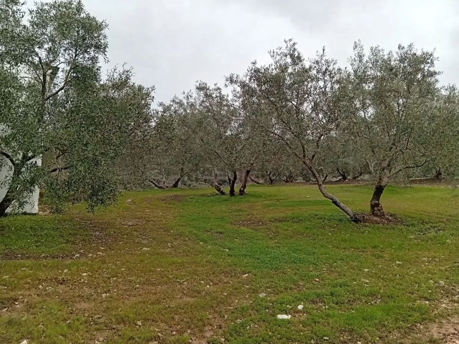 Cortijo en Cortijo Los Arenales, 1, 9 PolgonoParcela - Foto 7